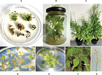 Accumulation of colicin M protein and its biological activity in transgenic lettuce and mizuna plants